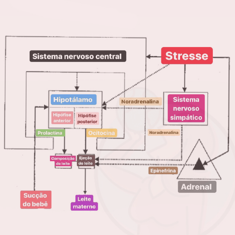 Efeitos do estresse no mecanismo da lactação